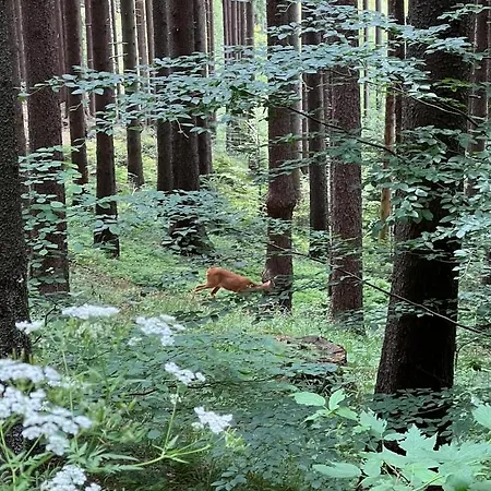 Chatka Pod Lysou Ostravice Esterno foto